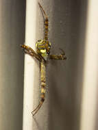 Image of Argiope perforata Schenkel 1963