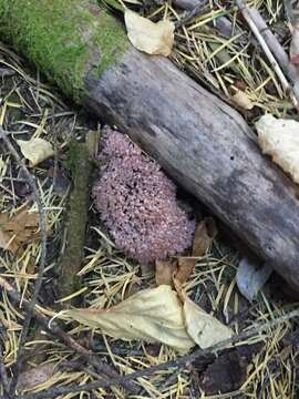 Ramaria purpurissima R. H. Petersen & Scates 1988 resmi