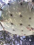 Image of Opuntia chlorotic ringspot virus