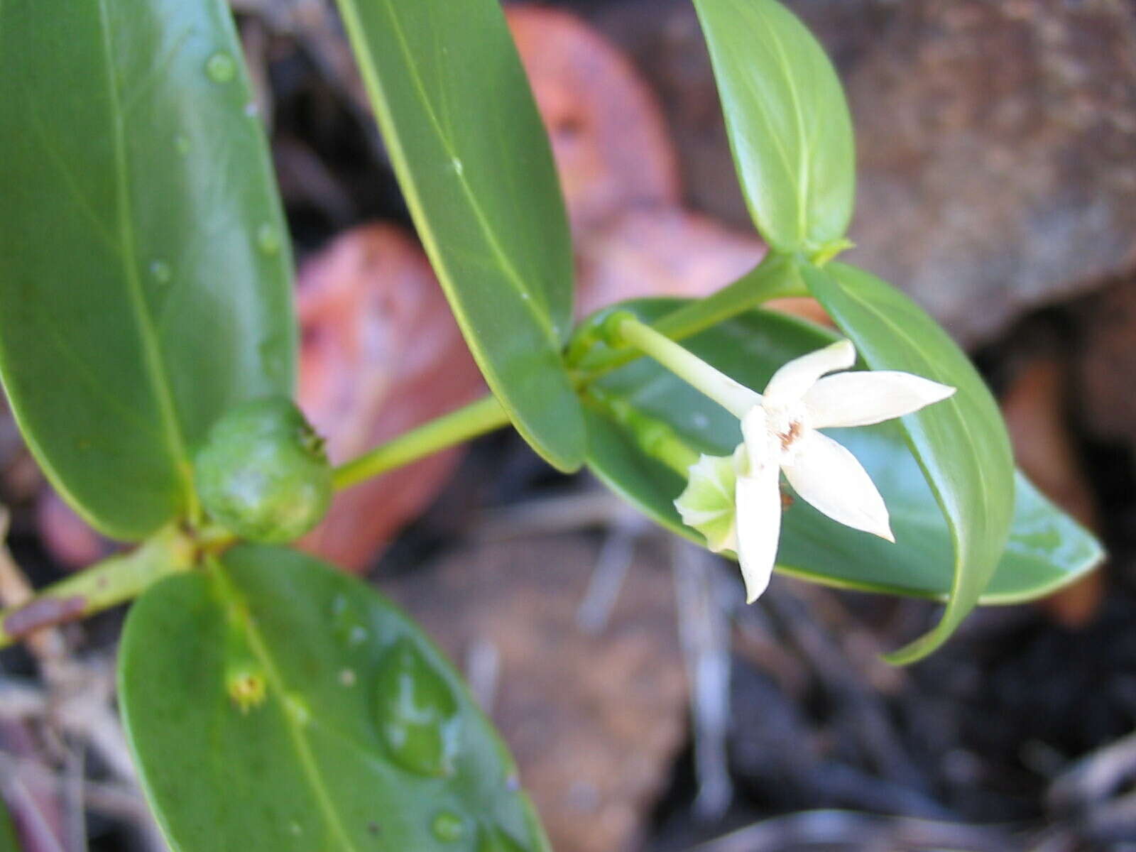 Image of Cyclophyllum letocartiorum Mouly