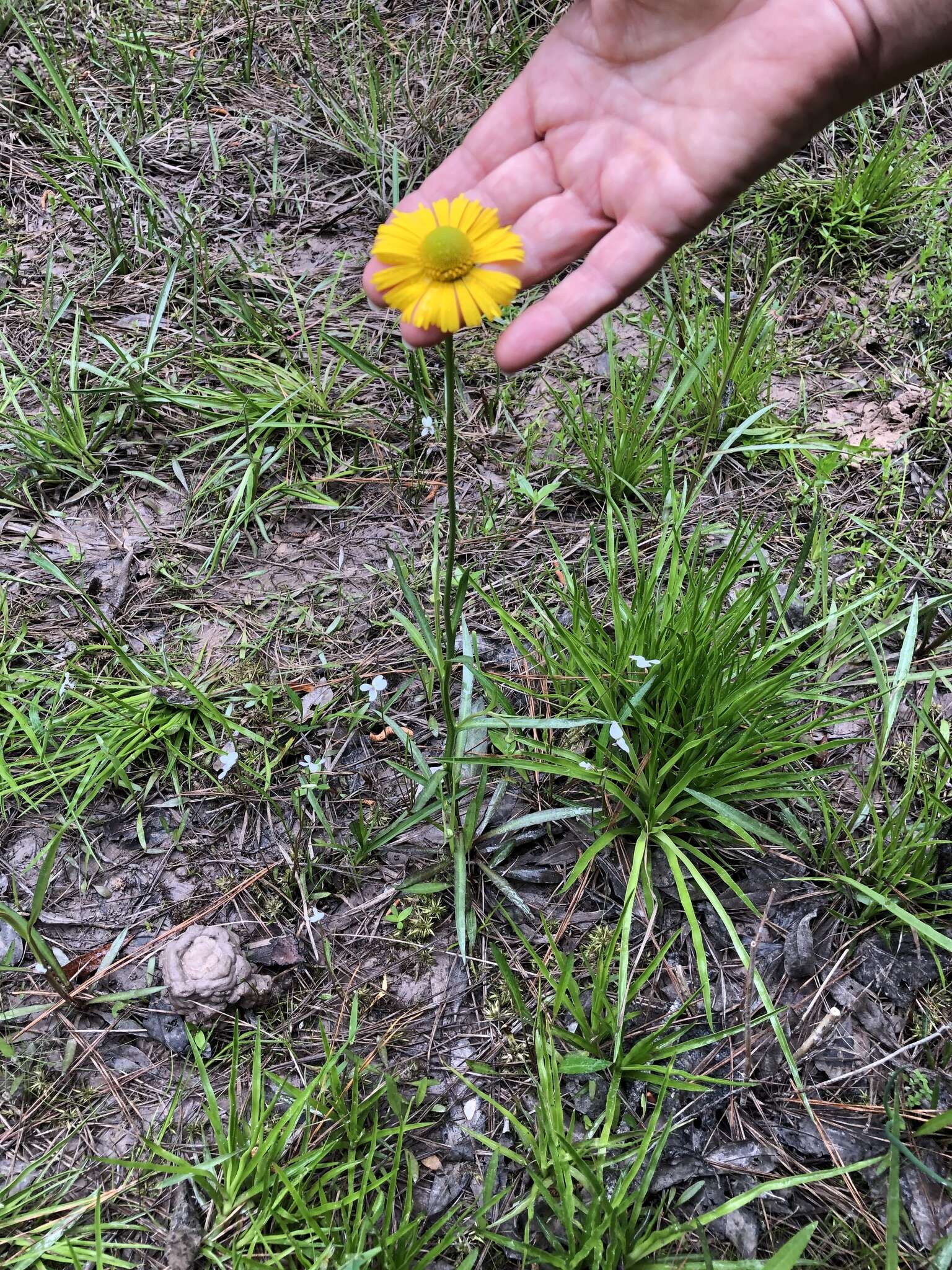 Imagem de Helenium drummondii H. Rock