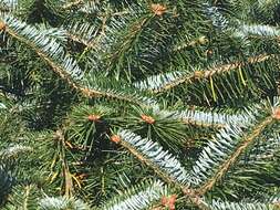 Image of East Himalayan fir