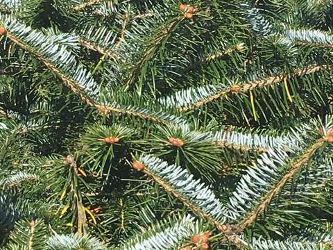 Image of East Himalayan fir