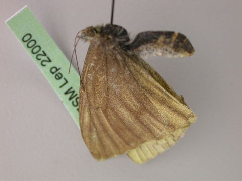 Image of <i>Pieris bryoniae</i> (Hübner (1806))