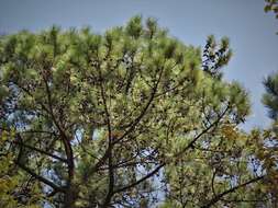 Image of Aztec Pine