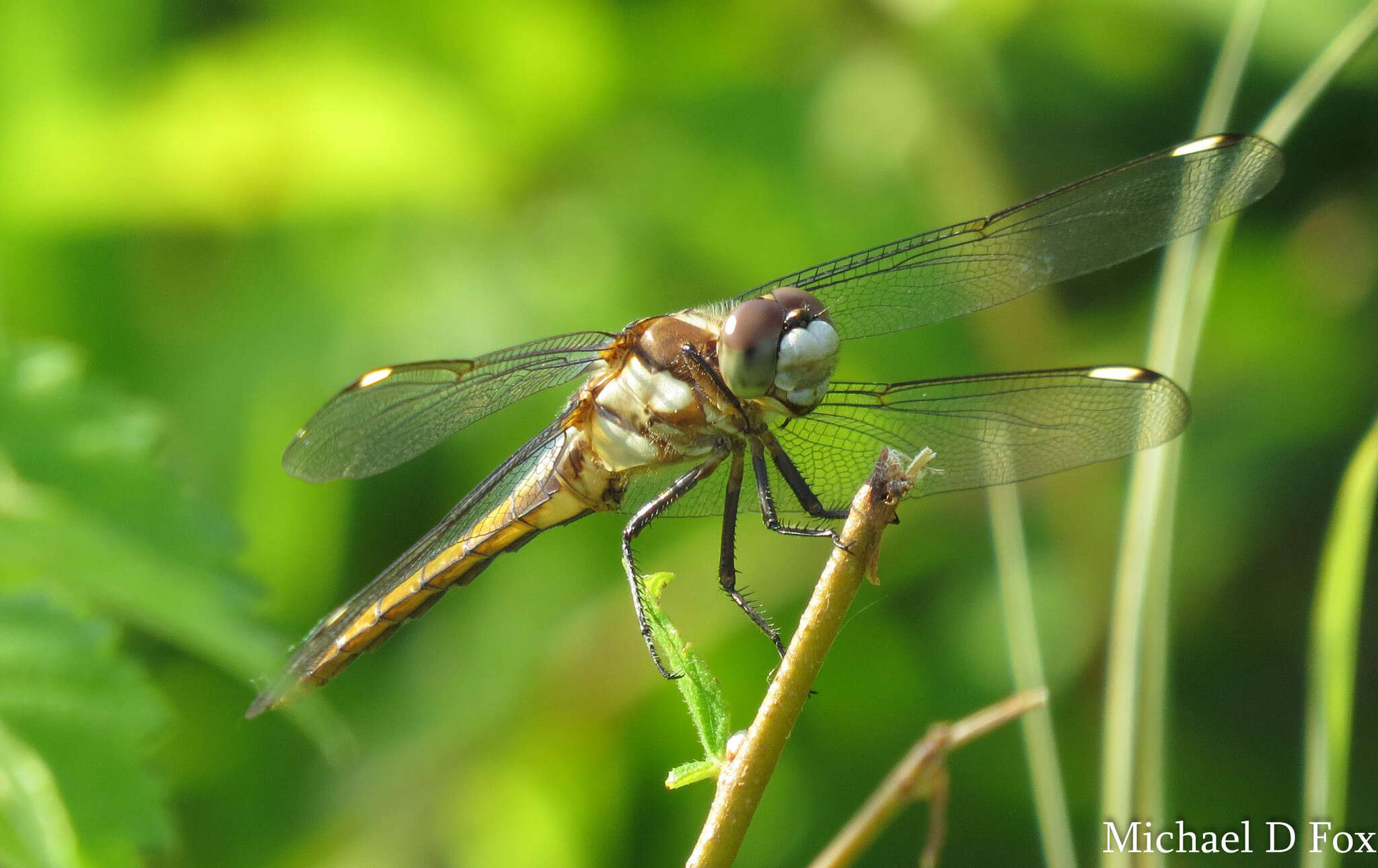 Image of Comanche Skimmer