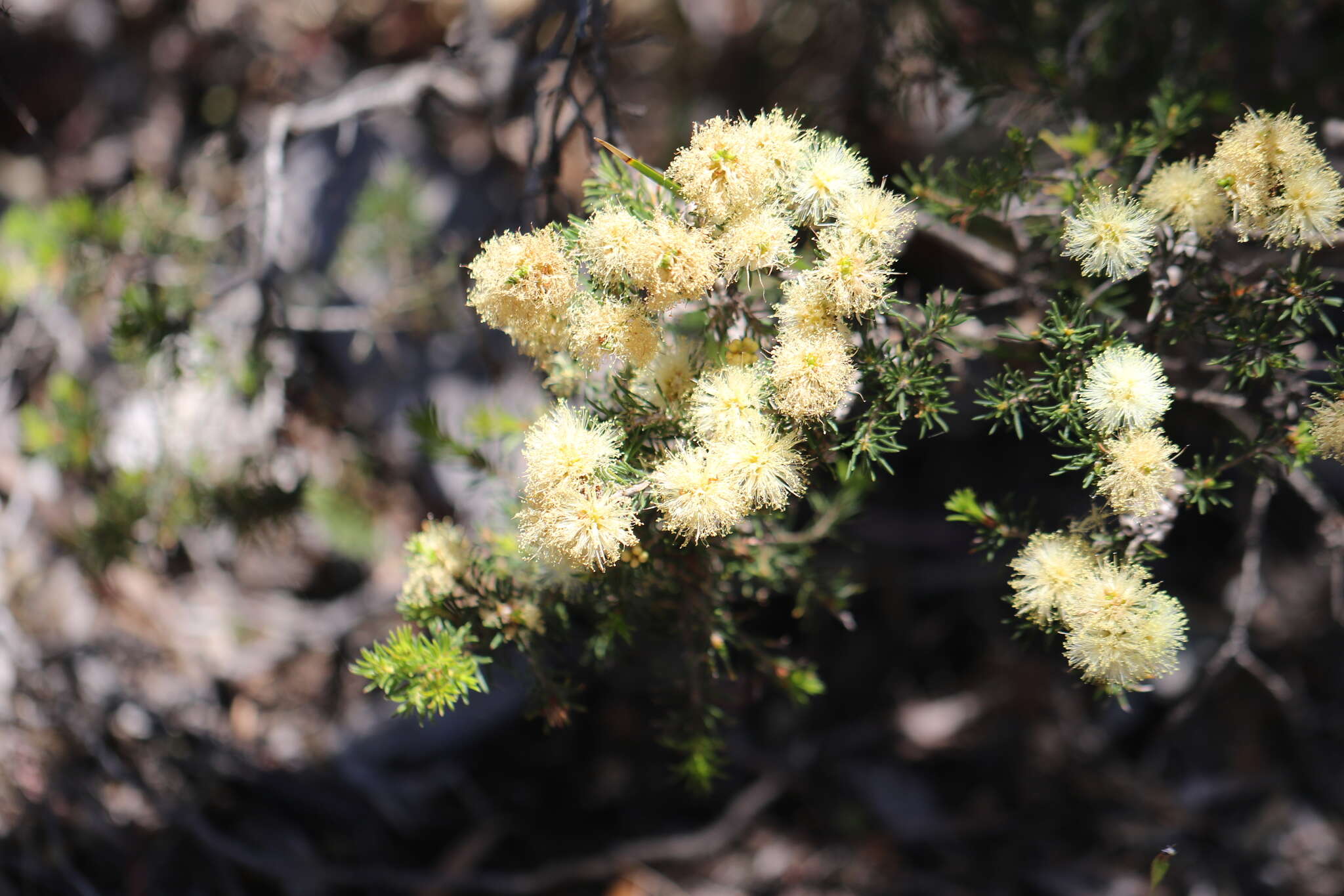 Image of Melaleuca systena L. A. Craven