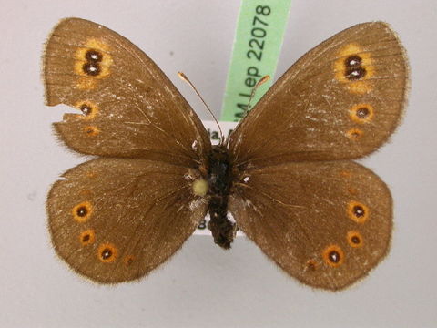 Image of <i>Erebia medusa</i> Schiffermüller 1775
