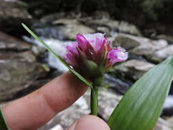 Image of Elleanthus brasiliensis (Lindl.) Rchb. fil.