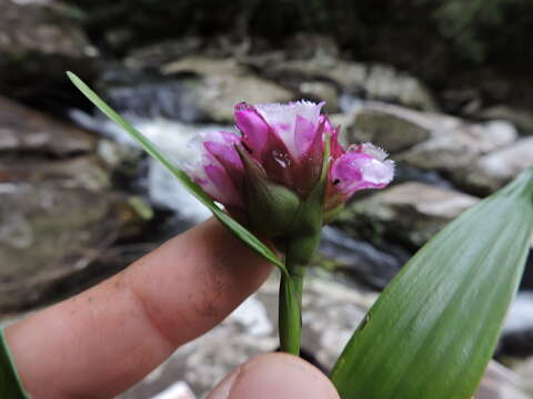 Elleanthus brasiliensis (Lindl.) Rchb. fil.的圖片