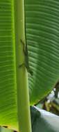 Image of Boulenger's Green Anole