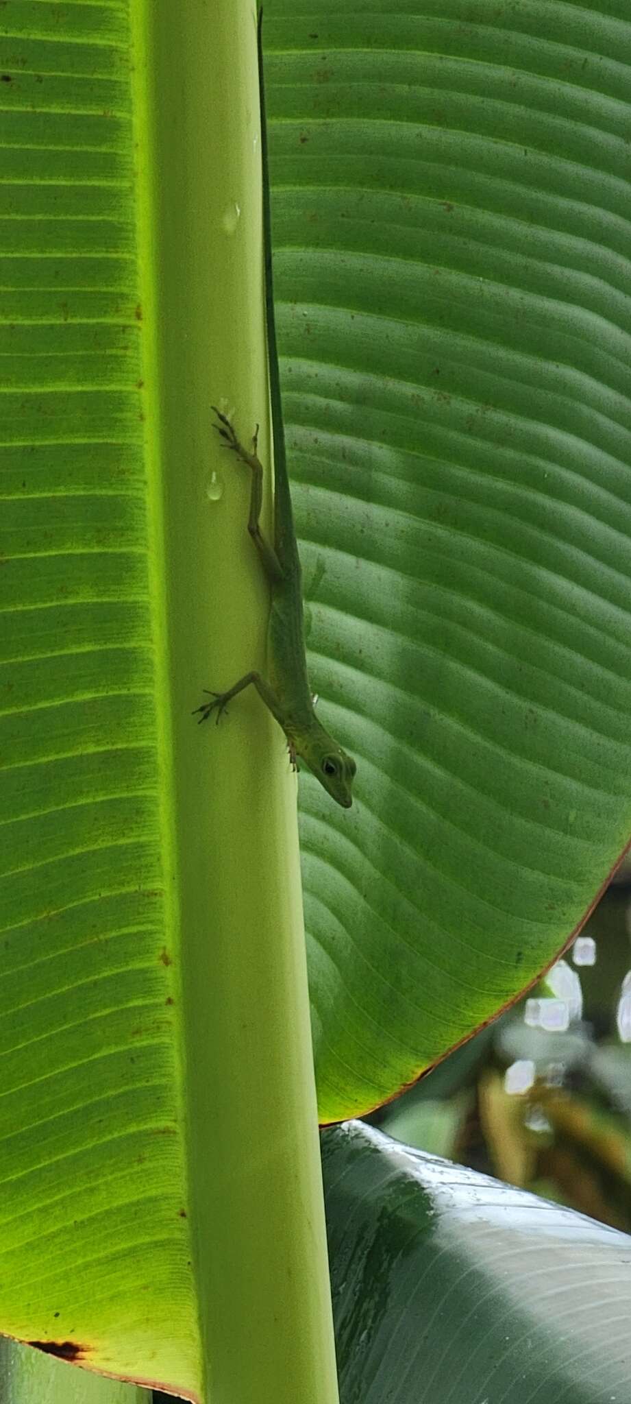 Image of Boulenger's Green Anole