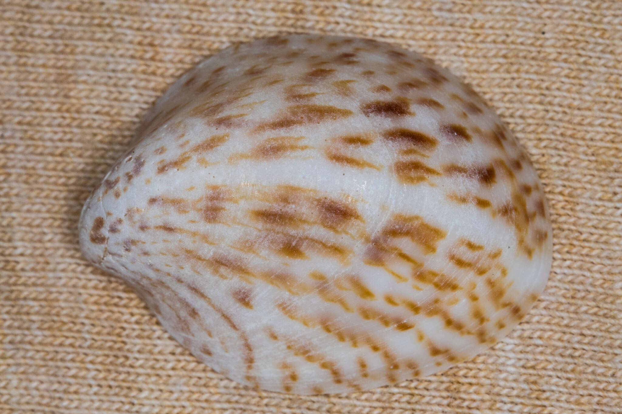 Image de Crepidula maculosa Conrad 1846