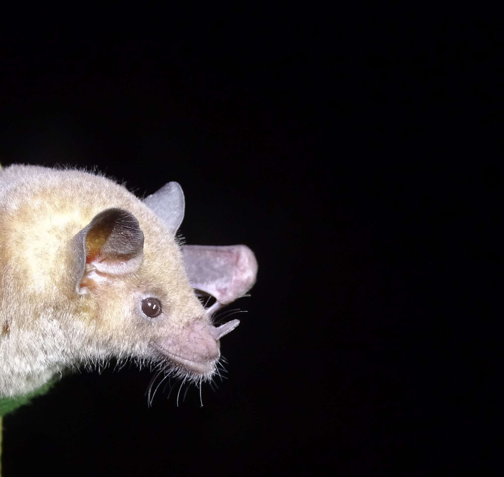 Image of Saussure's long-nosed bat