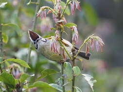 Image of Formosan Yuhina