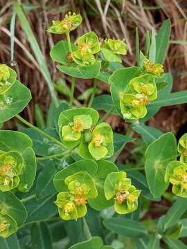 Imagem de Euphorbia iberica Boiss.