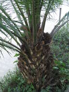 Image of oil palm