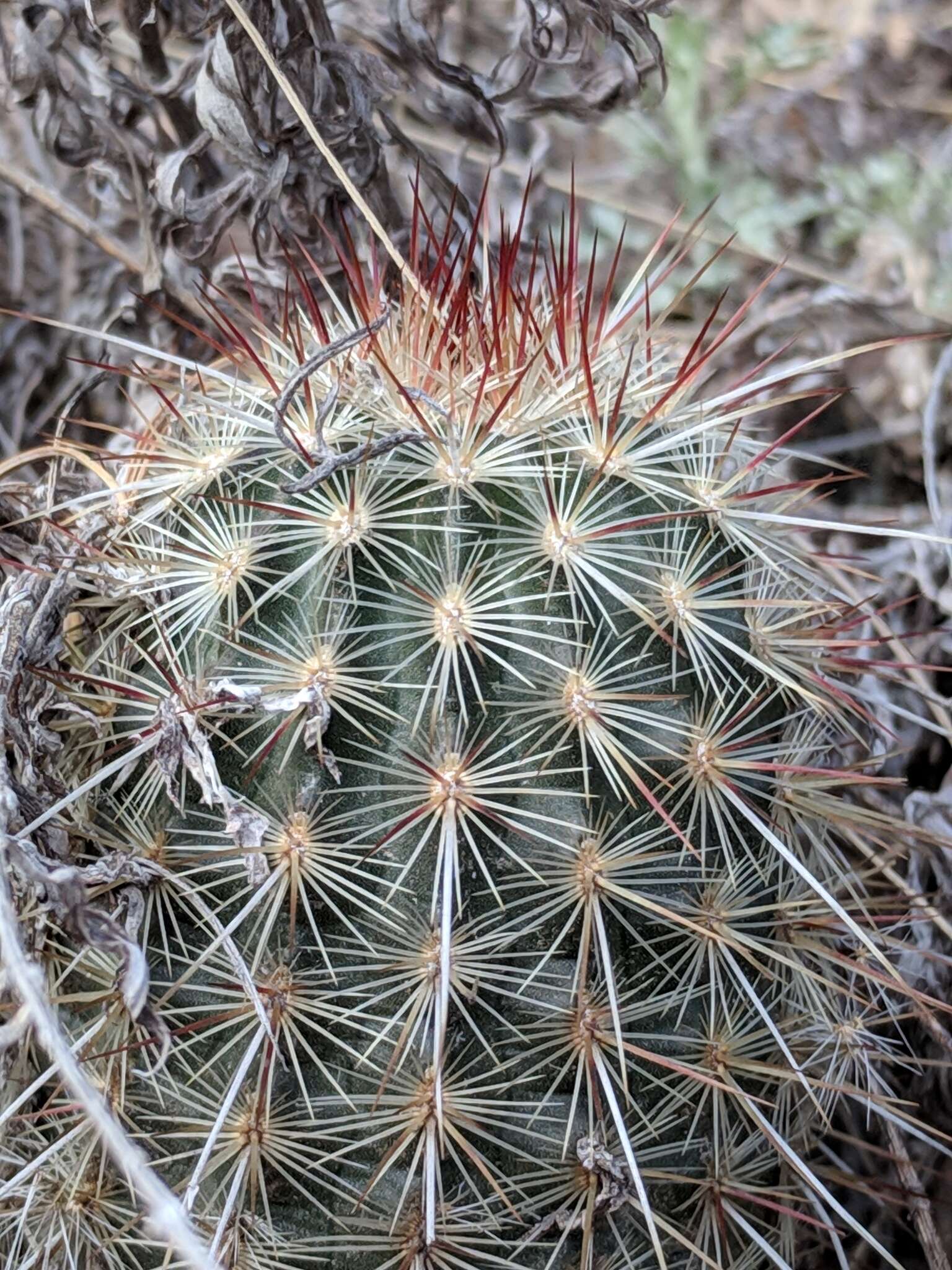 Image of Echinocereus russanthus subsp. weedinii Leuck ex W. Blum & Mich. Lange