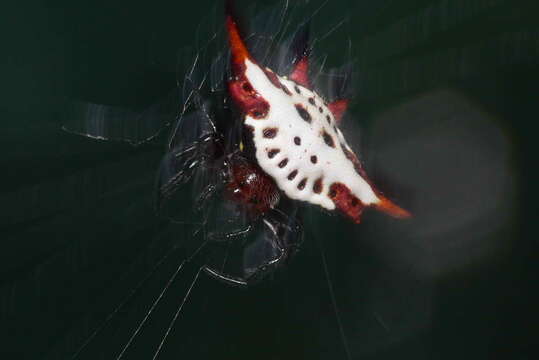 Image of Gasteracantha sanguinolenta C. L. Koch 1844