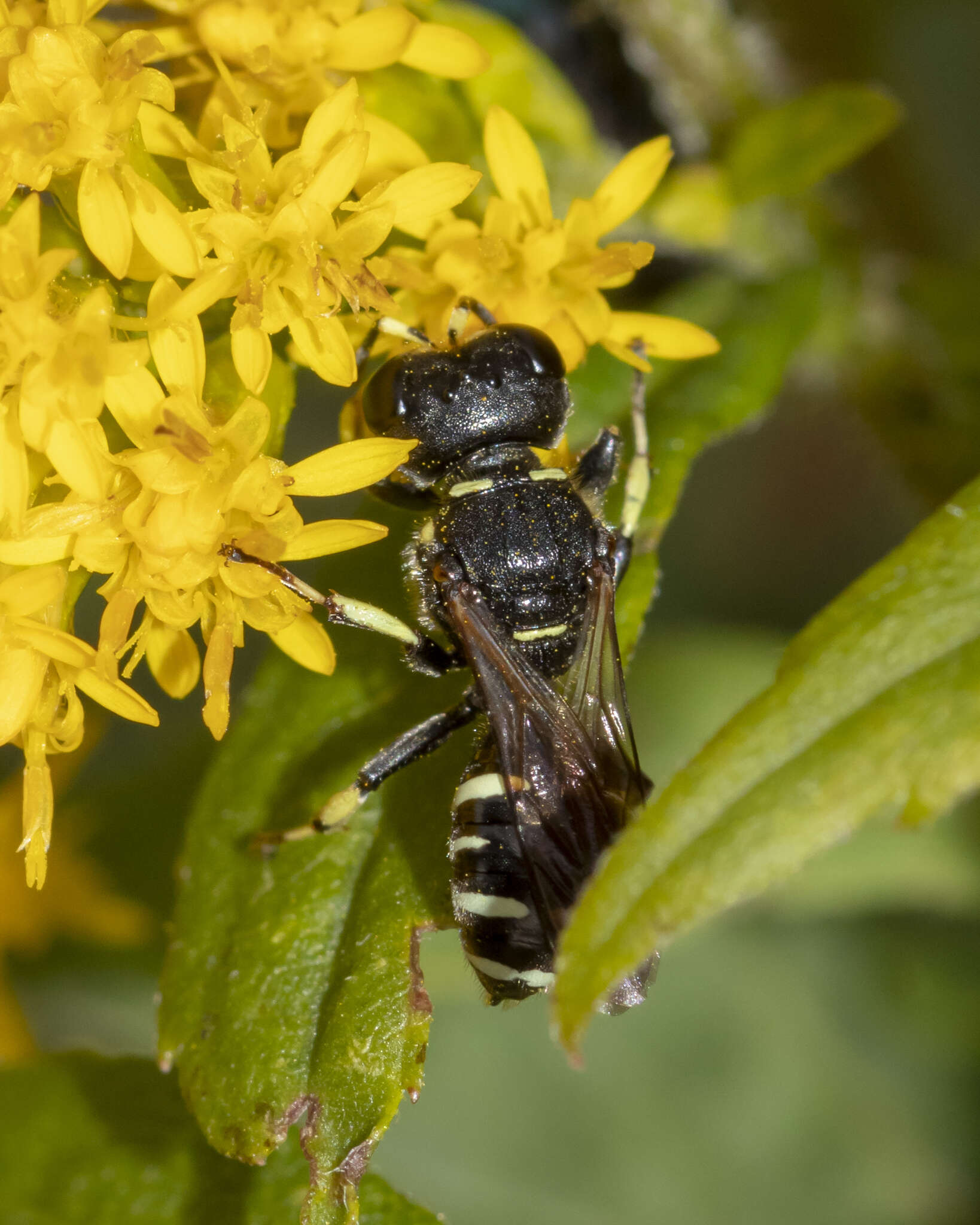 Imagem de Ectemnius trifasciatus (Say 1824)