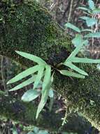 Image de Pleopeltis pleopeltifolia (Raddi) Alston