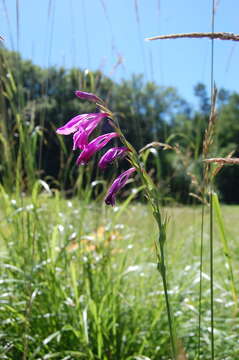 Image of Turkish Marsh Gladiolus