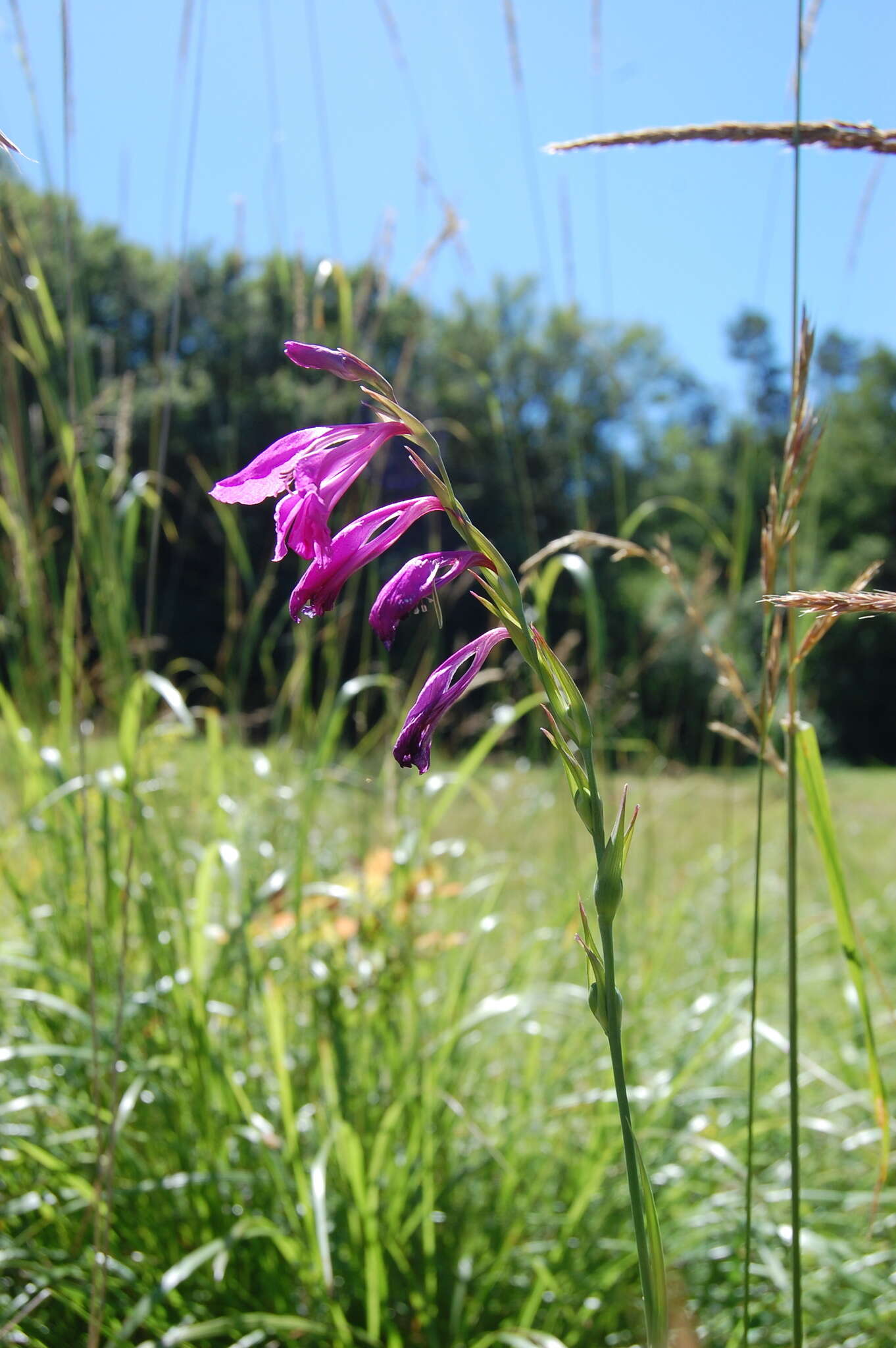 Слика од Gladiolus imbricatus L.