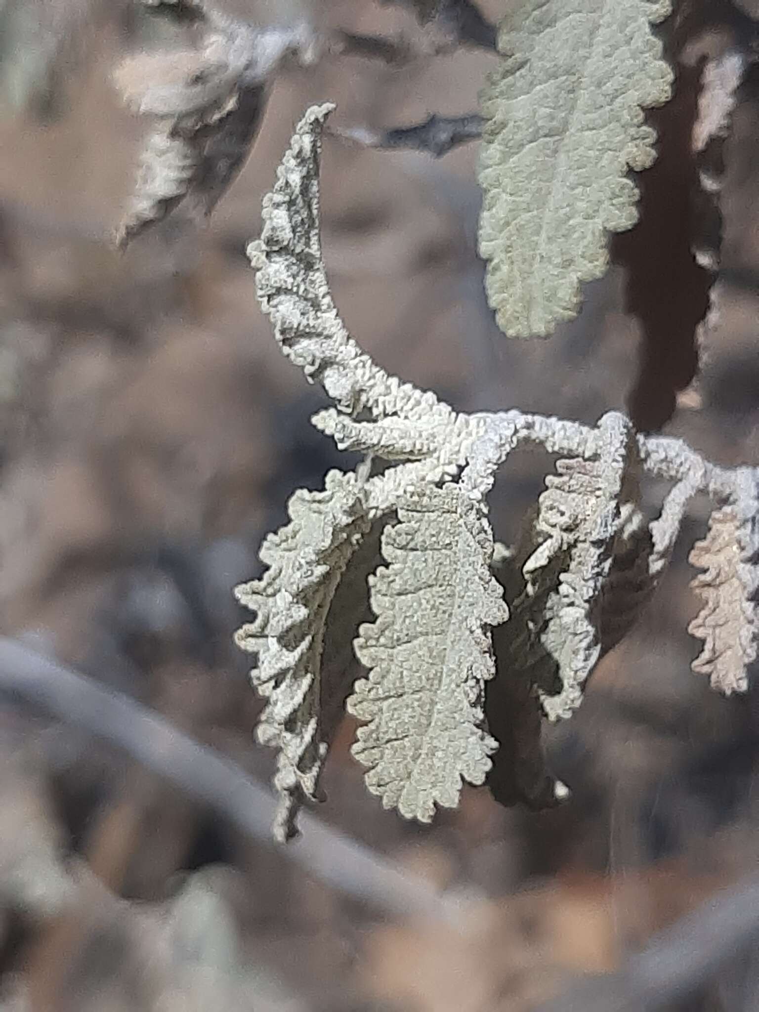 Imagem de Buddleja glomerata H. Wendl.