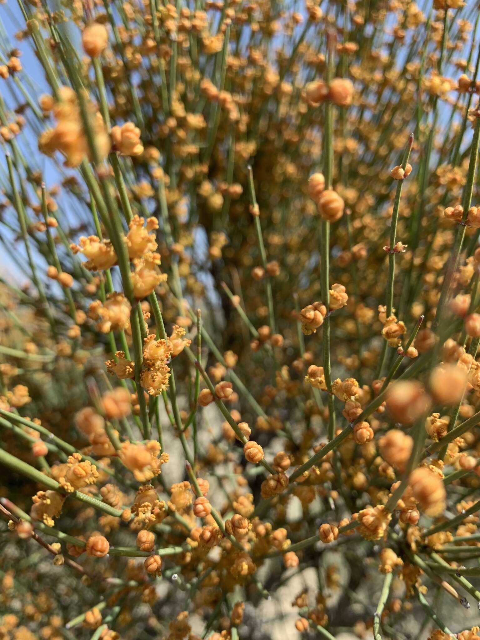 Image of Ephedra procera C. A. Mey.