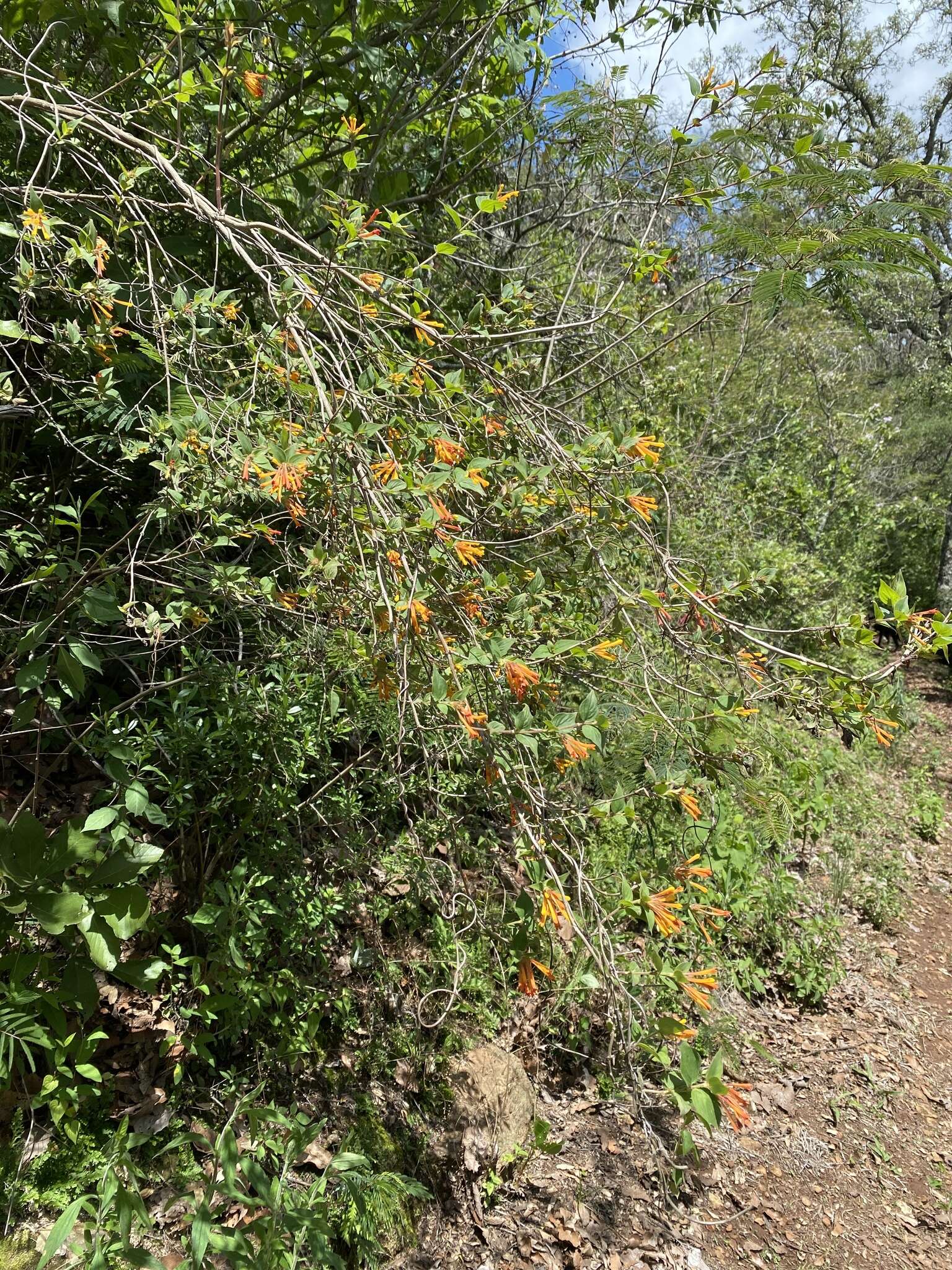 Plancia ëd Bouvardia laevis M. Martens & Galeotti