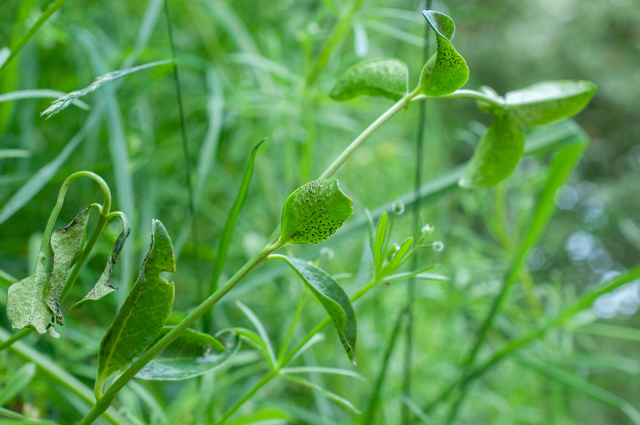 Imagem de Puccinia cribrata Arthur & Cummins 1933