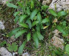 Image of Saw-leaved Moon-daisy