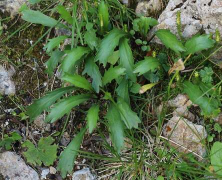 Слика од Leucanthemum atratum (L.) DC.