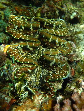 Image de Tridacna elongatissima Bianconi 1856