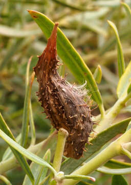 Image of Gomphocarpus sinaicus Boiss.