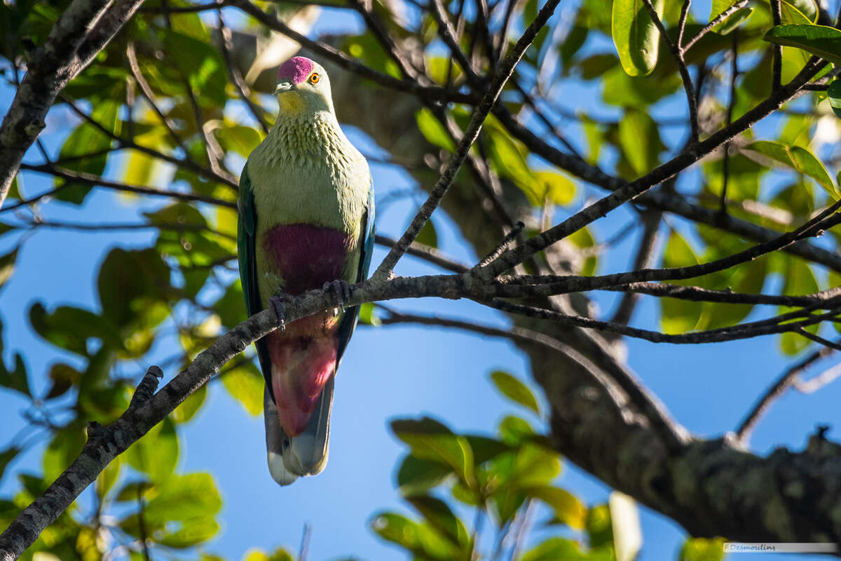 Image of Red-bellied Fruit Dove