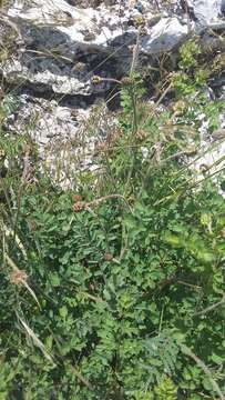 Слика од Sanguisorba minor subsp. balearica (Bourg. ex Nyman) Mu