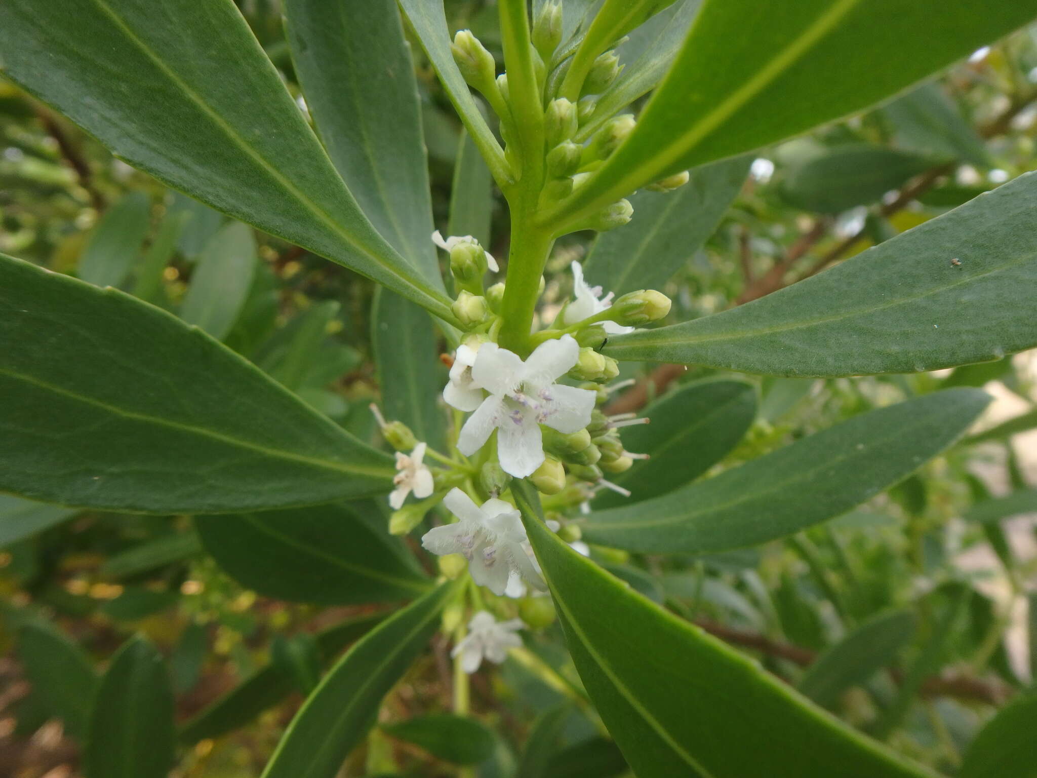 Myoporum insulare R. Br. resmi