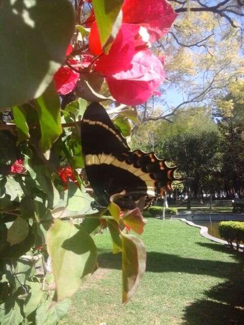 Image of Papilio garamas Geyer 1829