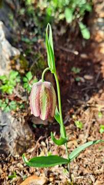 Слика од Fritillaria graeca subsp. thessala (Boiss.) Rix