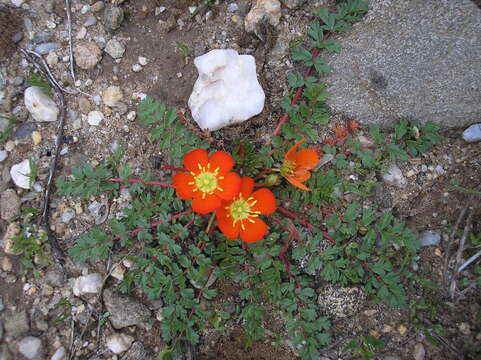 Imagem de Hypseocharis pimpinellifolia Remy