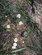 Image de Aster panduratus Nees ex Walp.