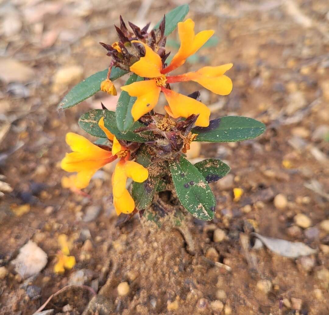 Plancia ëd Hibbertia selkii G. J. Keighery