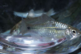 Image of Spotted barb
