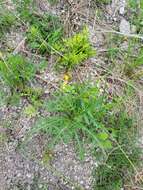 Image of Diplotaxis tenuifolia subsp. cretacea (Kotov) Sobrino Vesperinas