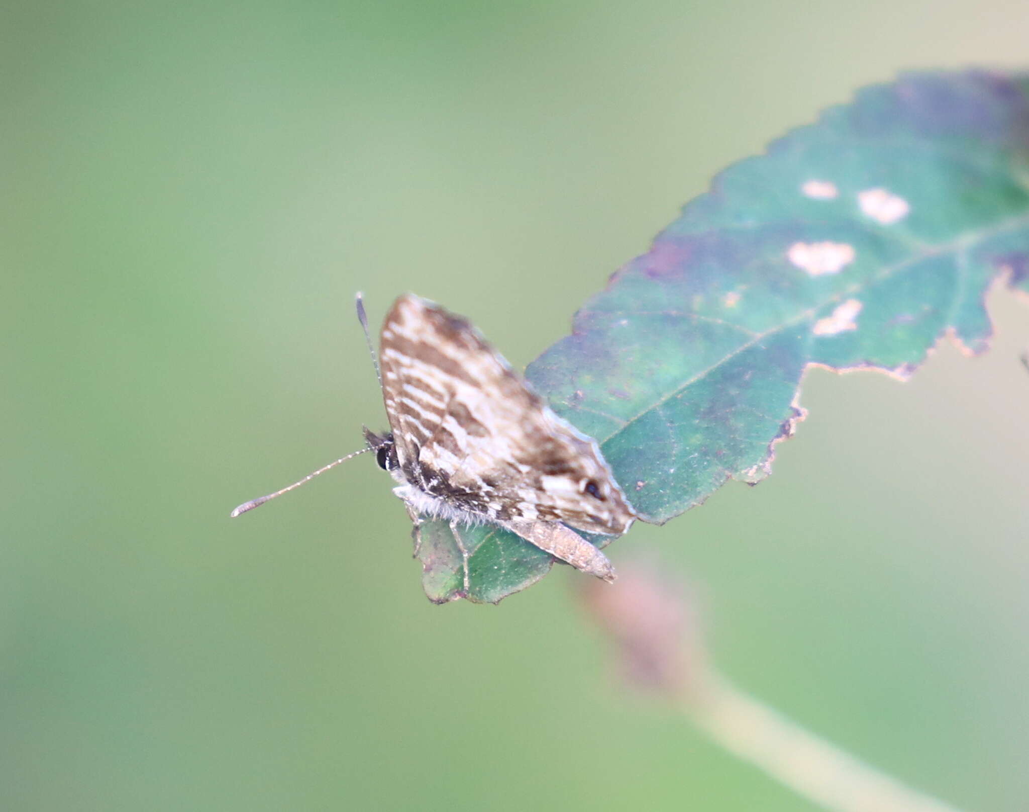 Cacyreus darius (Mabille 1877) resmi