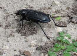 Image of Calosoma (Callitropa) macrum Le Conte 1853