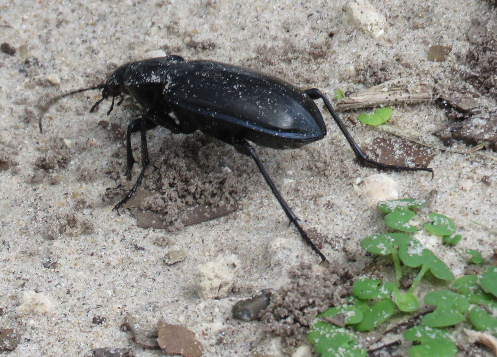 Calosoma (Callitropa) macrum Le Conte 1853 resmi