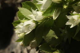 Image of Campanula pendula M. Bieb.