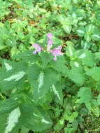 Image of spotted dead-nettle